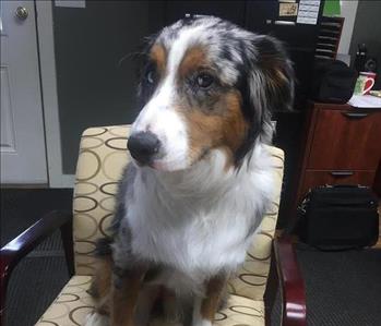 Picture of a dog sitting in an office chair. 