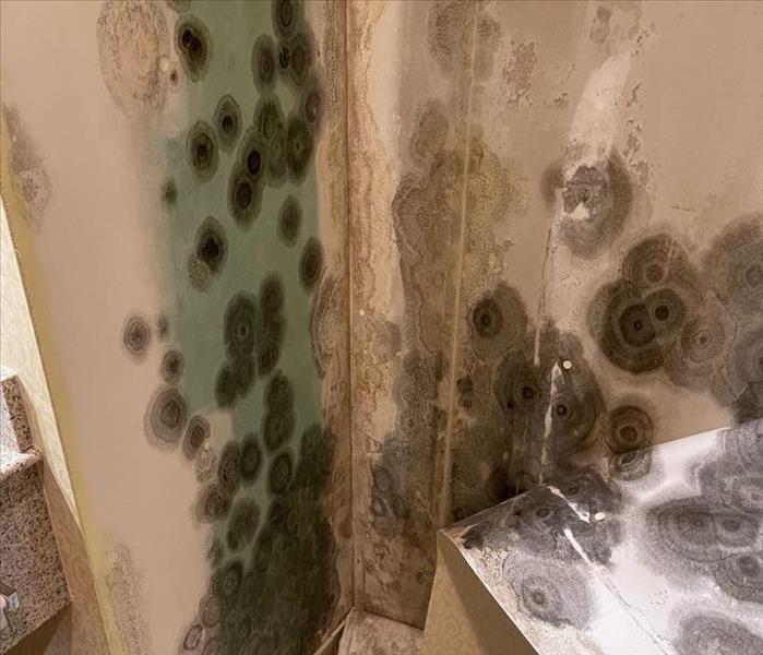 Mold on a wall
